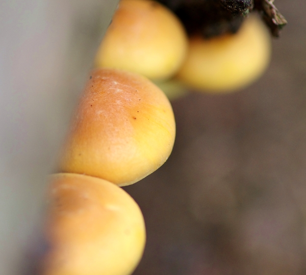 Bread buns!