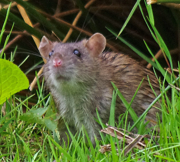 Brown Rat