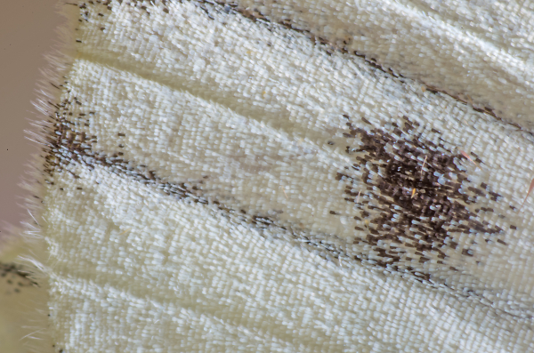 Green-Veined White Butterfly Wing-Spot