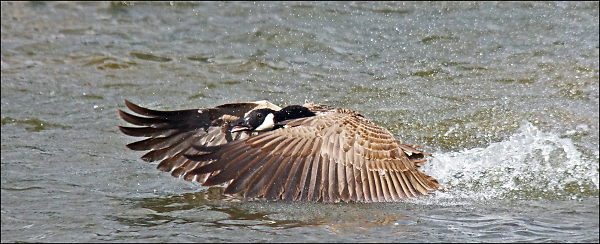 Canada Goose.