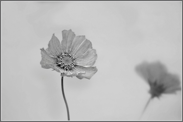 Cosmos in shades of grey