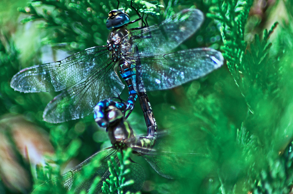 Darters doing what comes naturally