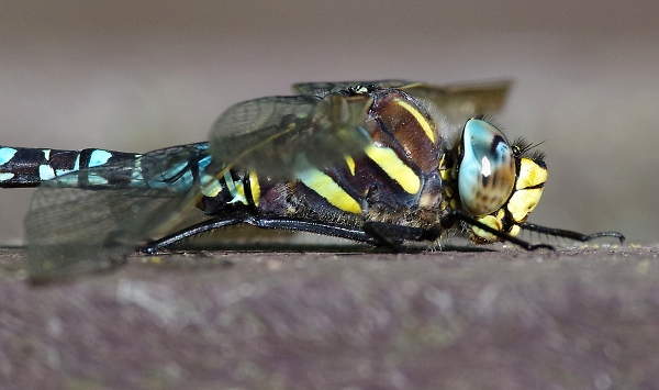 dragon fly close up