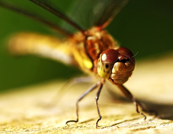 dragon fly macro