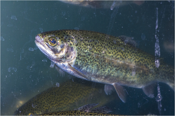 Fish for Friday