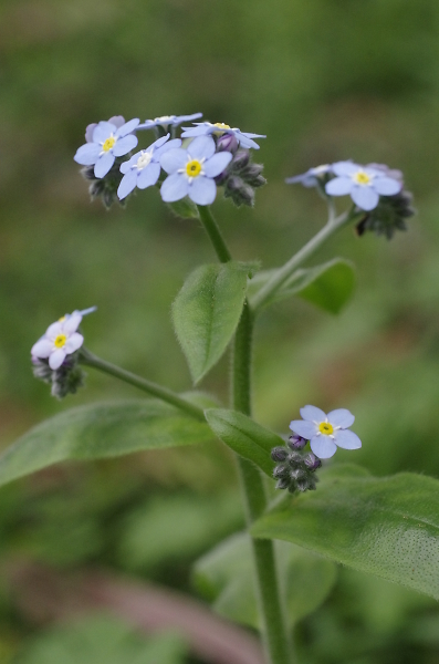 Forget me not