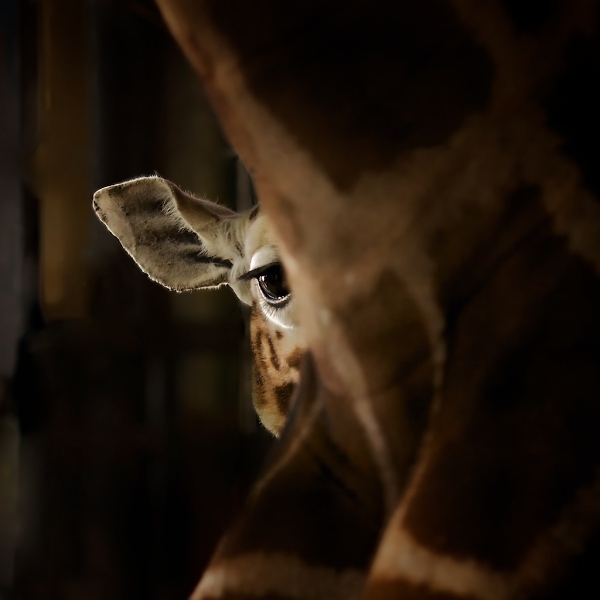 Hint of giraffe