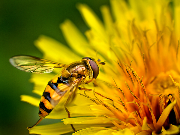 Late Summer Feeding
