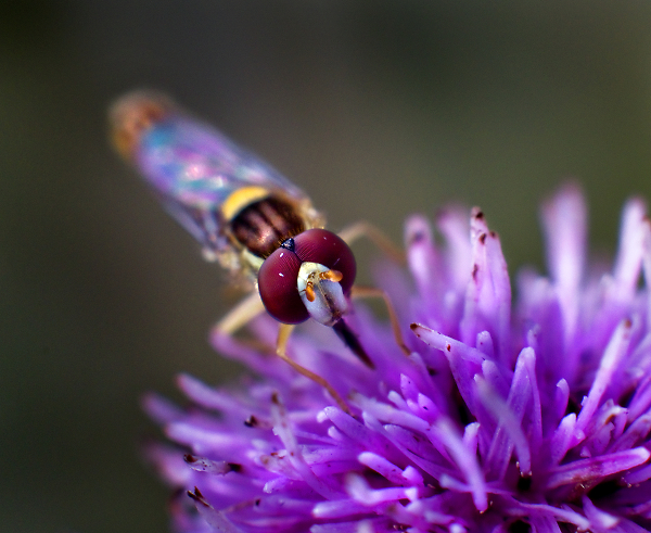 Little Hover