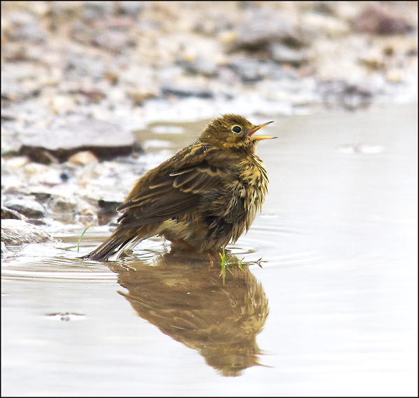 Meadow Pipit
