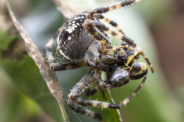 Mmmm, wasp for dinner.