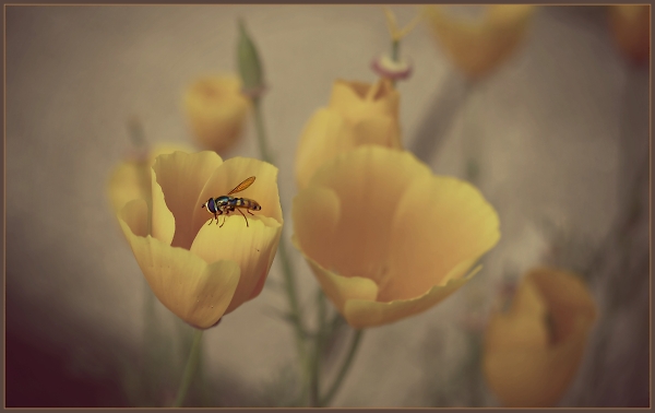 Poppy and Hover