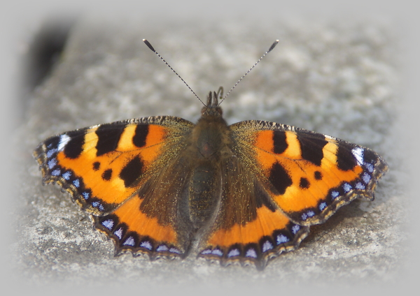 Red Admiral