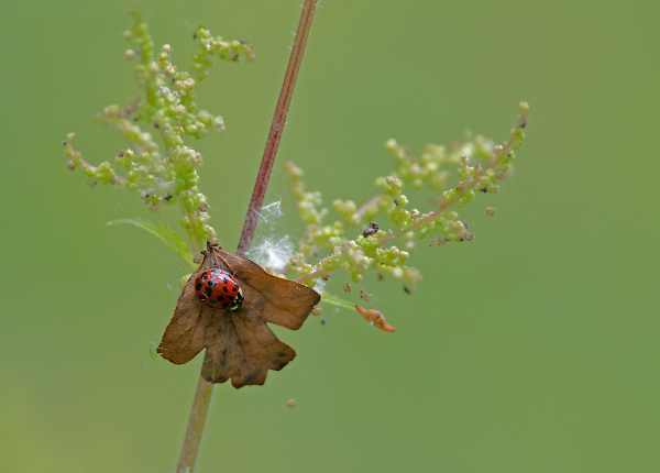 resting on a dried leaf