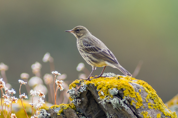 Rock Pipit
