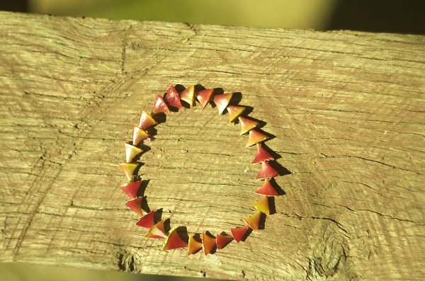 rose thorns