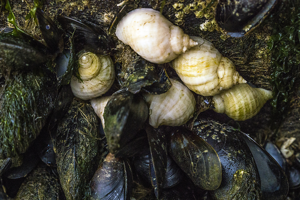 Shells
