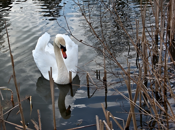 swan