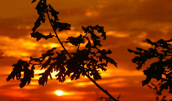 The Sky is on Fire