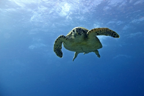 To the reef ?