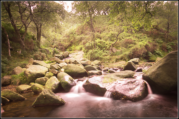 Woodland Stream
