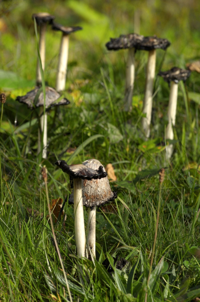 Fungi on parade