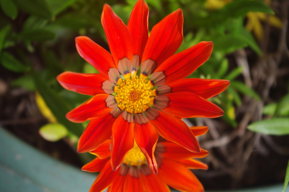another gazennia