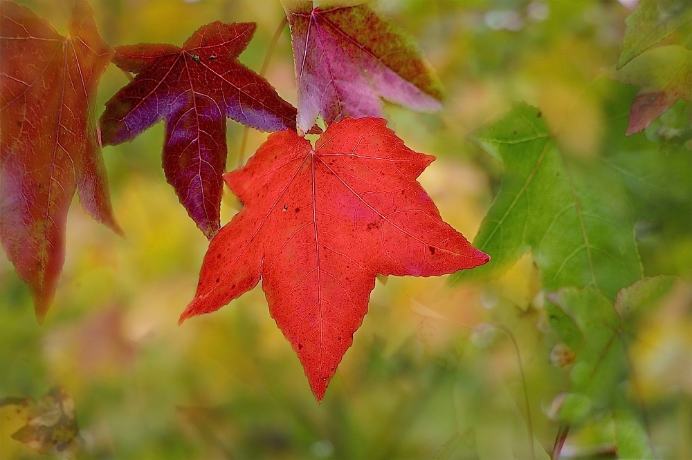 Autumn colours
