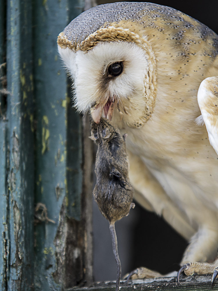 Barn Owl with Mouse