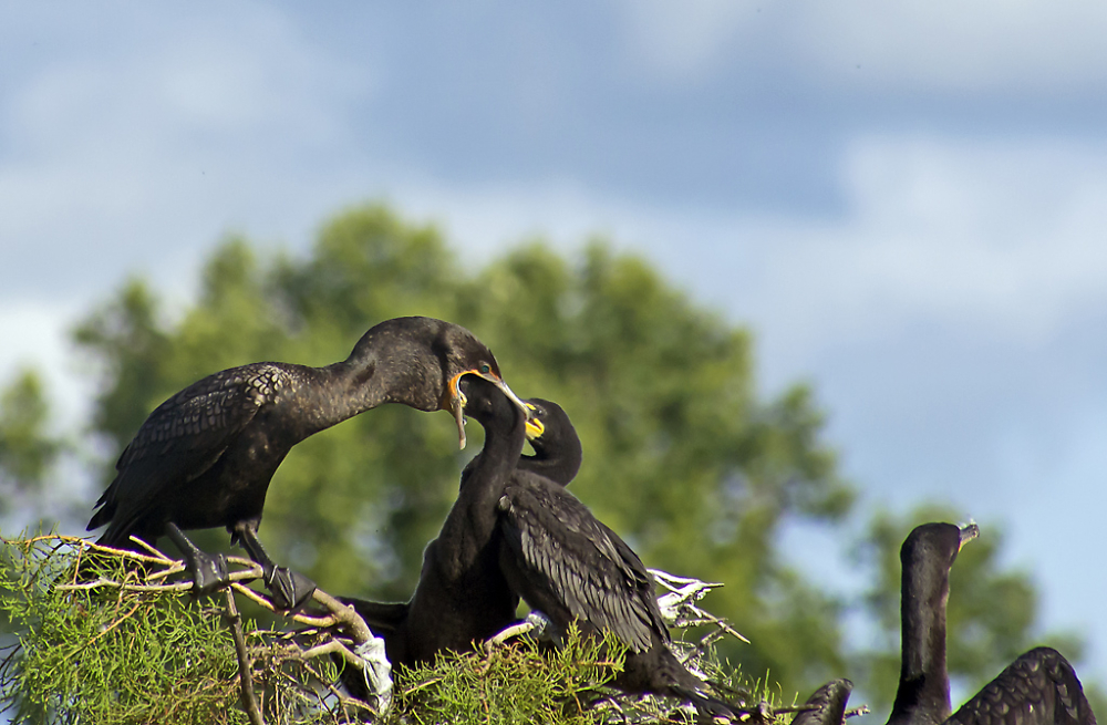 Cormorant Feeding Young