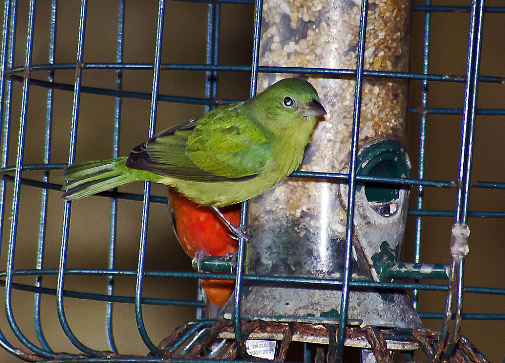 Female Painted Bunting