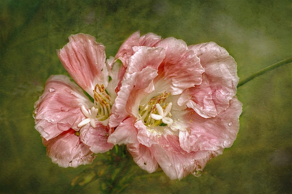 Hollyhock after the rain