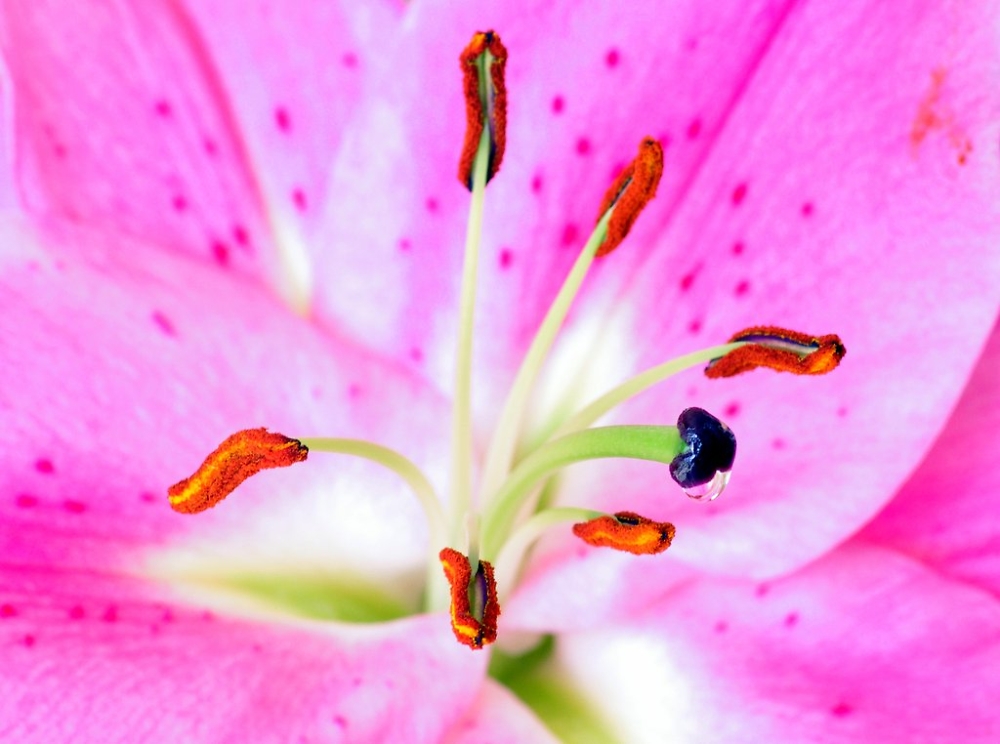 macro lily flower