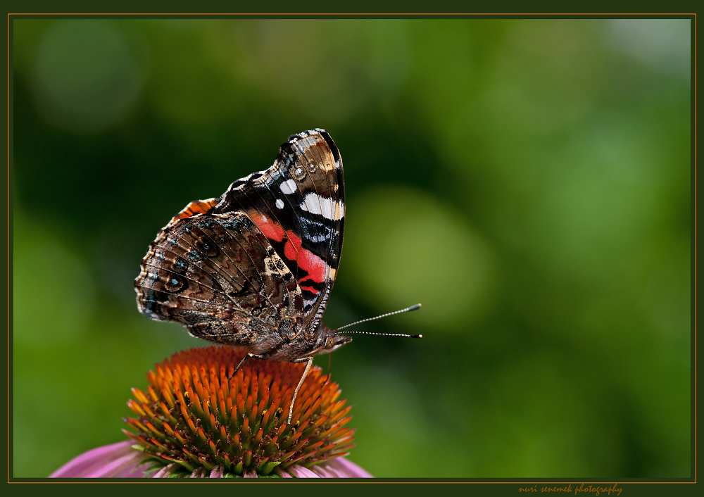 red admiral