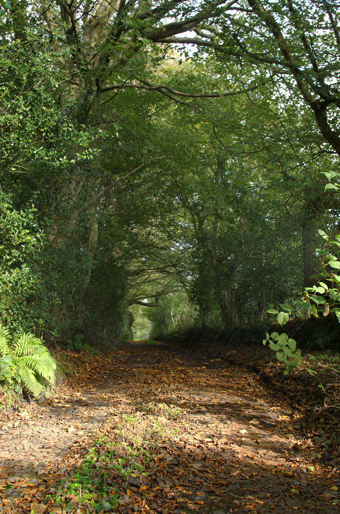 Rural lane