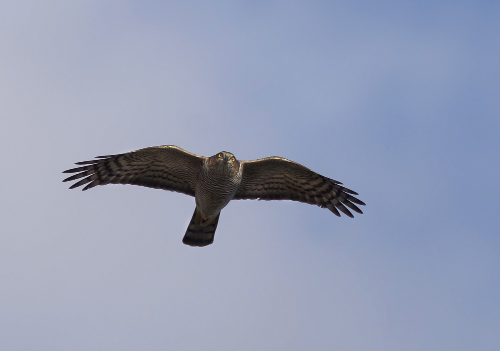 Sparrowhawk