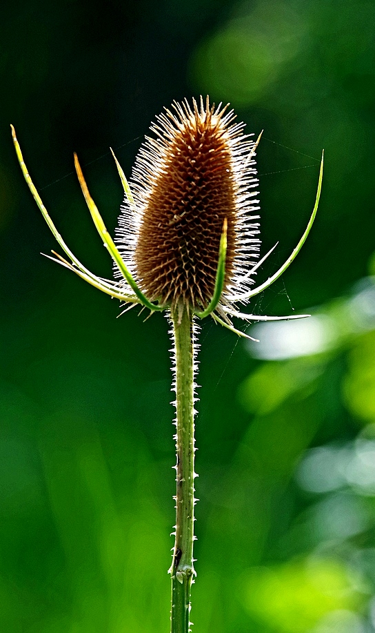 sunlit teasel
