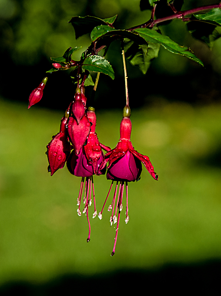 After the rain