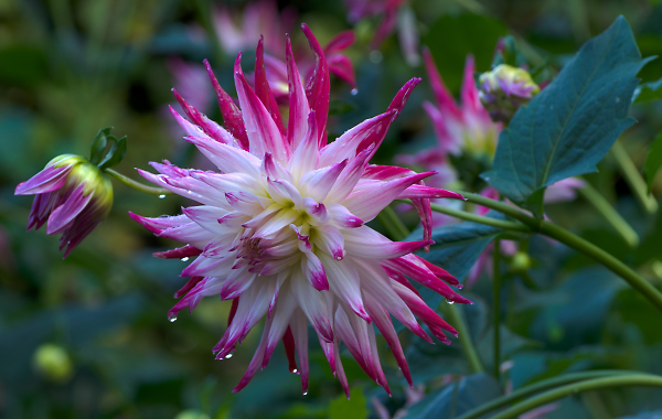 Another dahlia