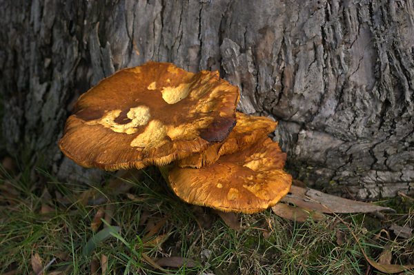 Autumn Decay
