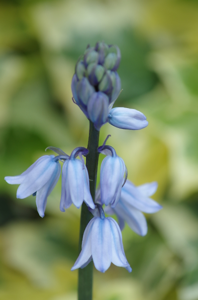 Bluebells