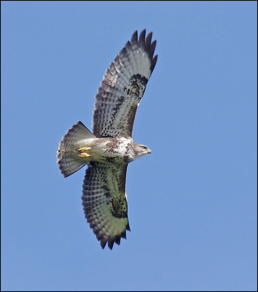 Buzzard