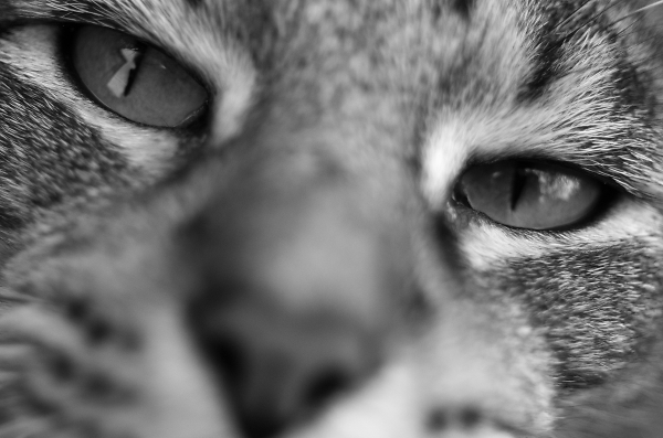 Cats eyes