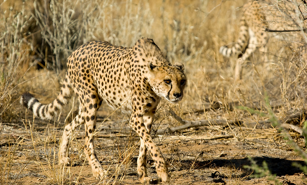 Cheetah
