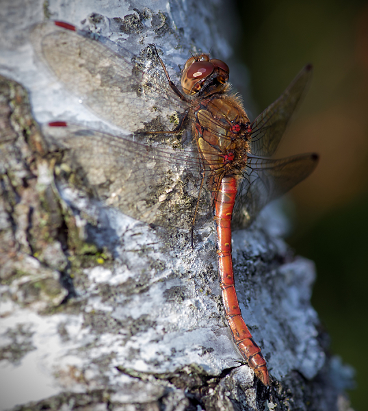 Common Darter Dragonfly