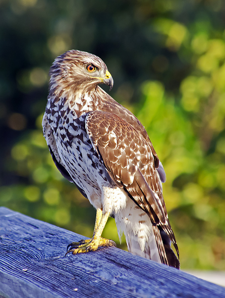 Coopers Hawk