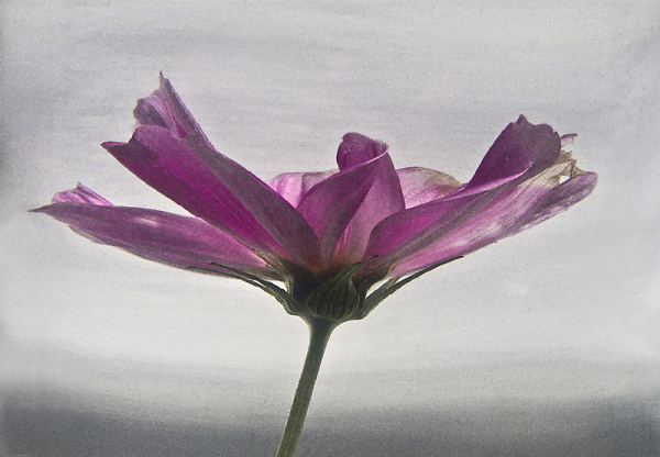 Cosmos