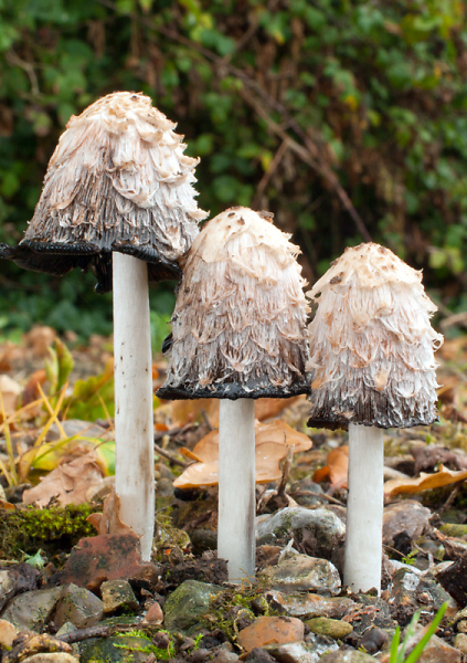 Daddy, Mummy & Baby Coprinus Comatus