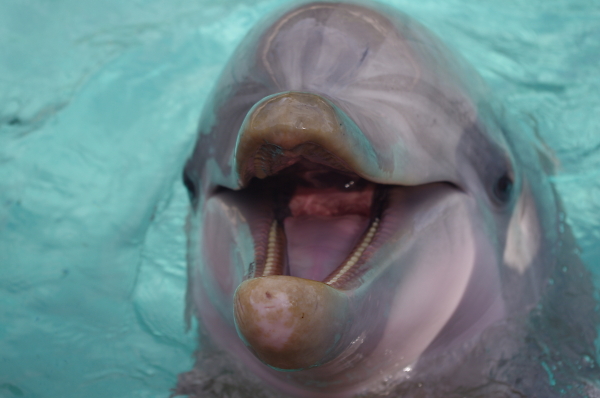 dolphin