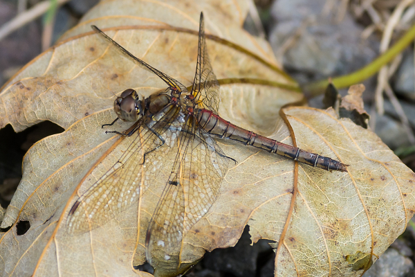Dragonfly